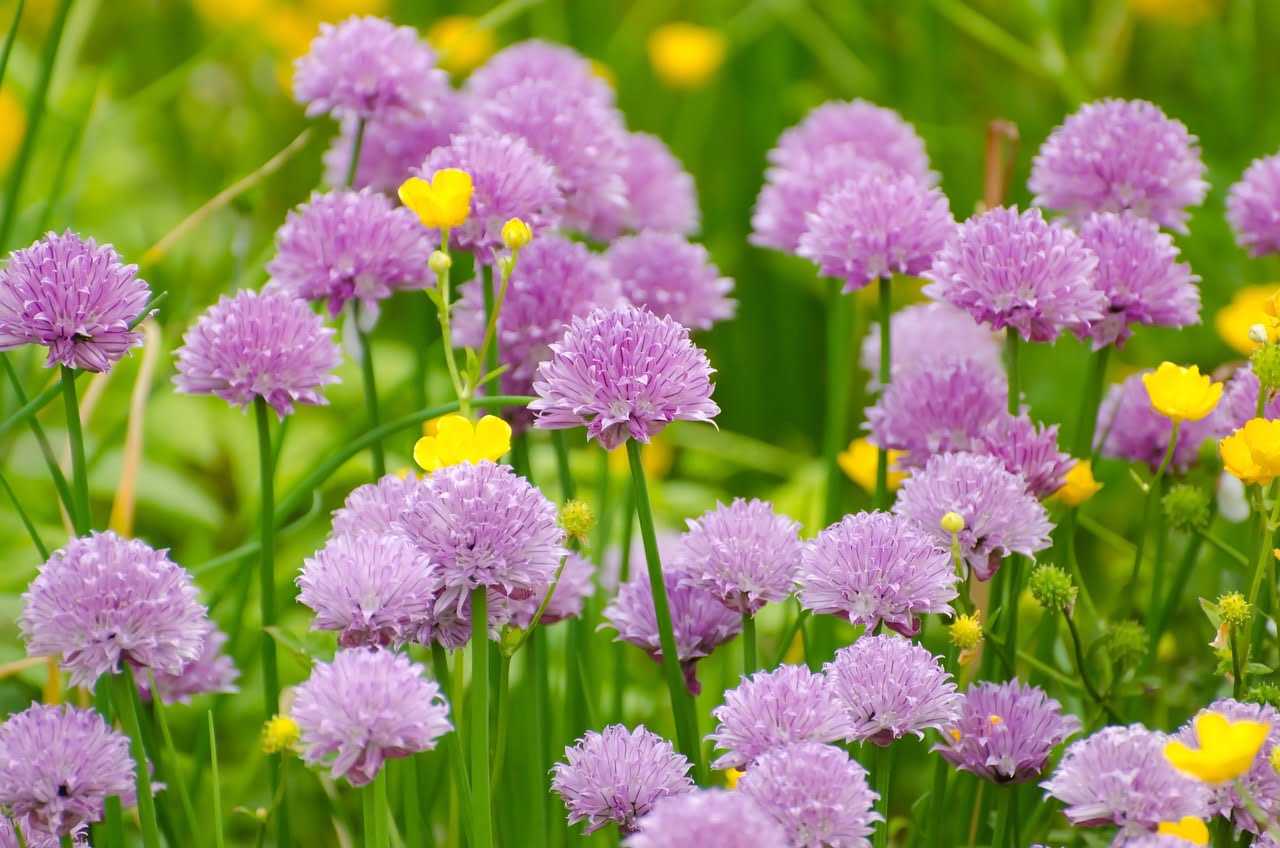 A field of purple chive flowers with a few scattered yellow blossoms, set against a soft-focus green background.