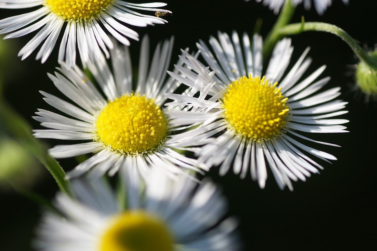 Close-up of white and yellow daisy-like flowers with slender petals radiating from a central disk, with a dark background.