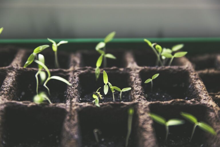 Young plant seedlings growing in biodegradable peat moss pots.