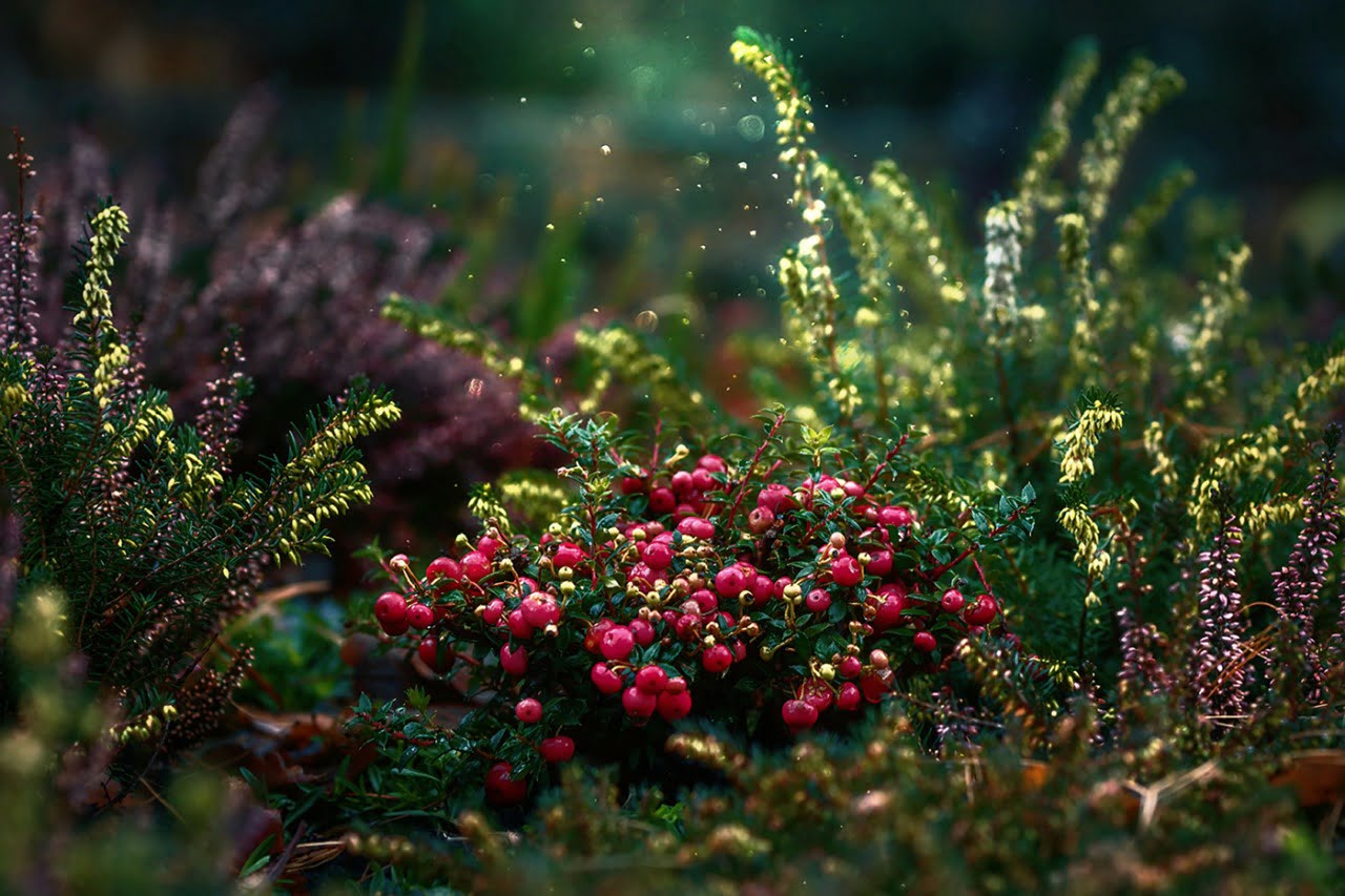 Lush undergrowth with red berries in the foreground, surrounded by green and purple plants, highlighted by sunbeams and floating dust particles.