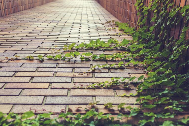 A brick pathway with creeping ivy on the right side extending across some of the bricks.