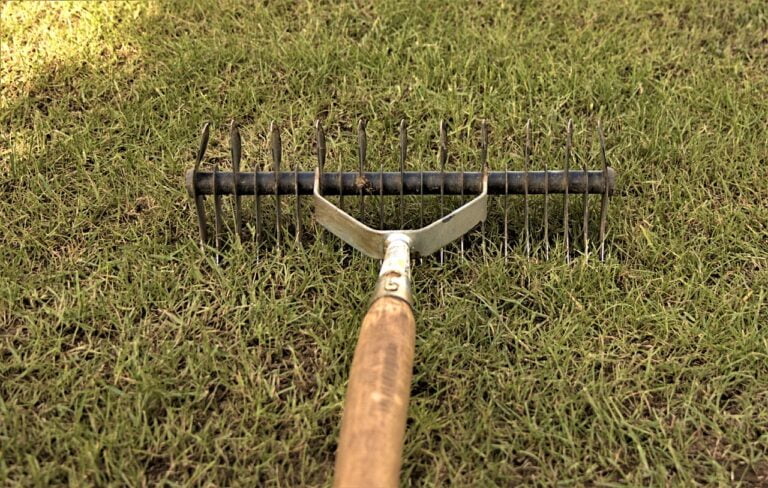 A close-up view of a garden rake lying on a patch of grass, with the rake's metal tines facing the viewer and the wooden handle extending towards the bottom of the frame.