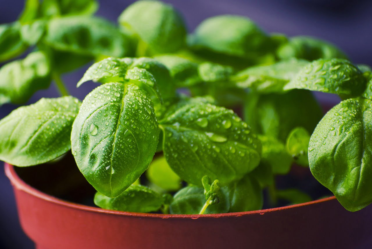 Fresh basil leaves with water droplets in a terracotta pot.