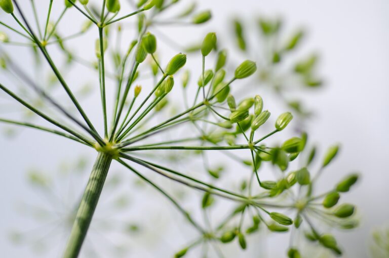 Close-up of green dill flower umbels against a blurred white background.