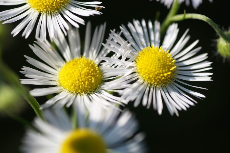 Close-up of white daisy-like flowers with yellow centers against a dark background.