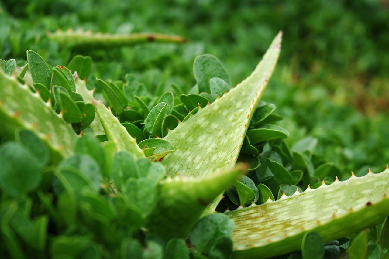 Close-up of aloe vera leaves with serrated edges amidst green foliage.