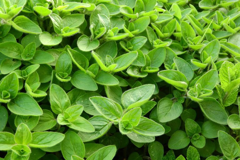 A close-up of lush green oregano plants with dense, velvety leaves.
