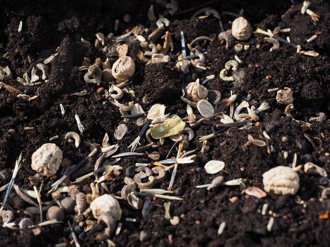 Various seeds, including pumpkin and sunflower, scattered across fertile soil.