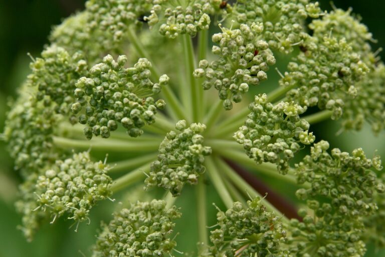 Close-up of green Angelica plant seeds and umbels in bloom.