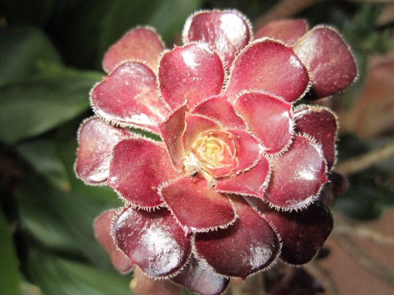 Close-up of a red succulent plant with thick, rounded leaves that have white, fuzzy edges.