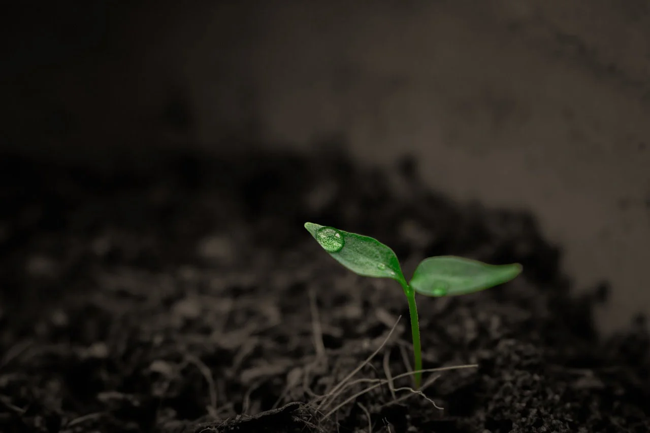 A small green plant sprouting from dark soil with a water droplet on one of its leaves.