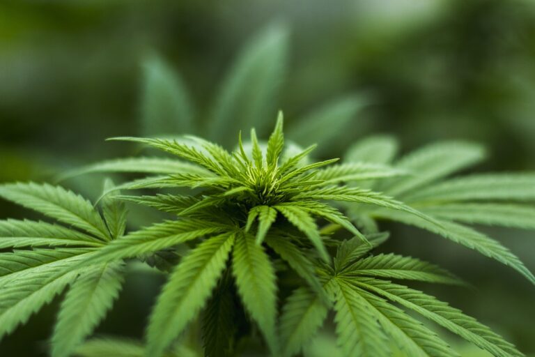 Close-up of a cannabis plant with a focus on the top leaves and buds, surrounded by a soft-focus background of greenery.