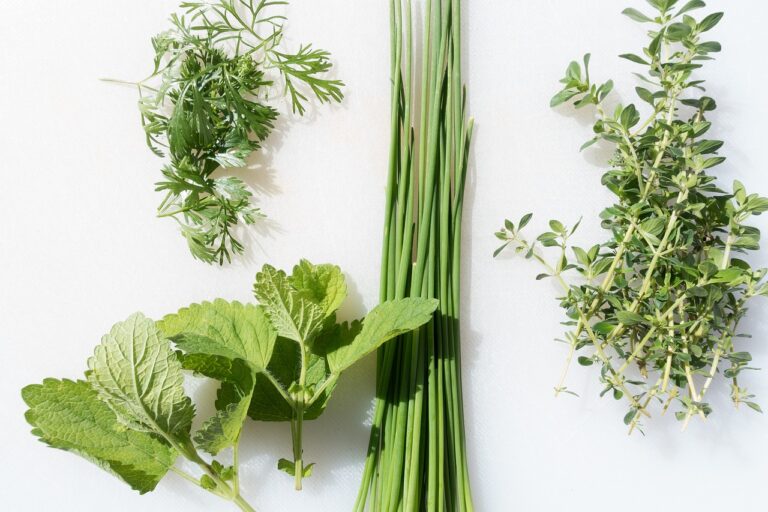 Fresh culinary herbs laid out on a white surface, from left to right: dill, chives, lemon balm, and thyme.
