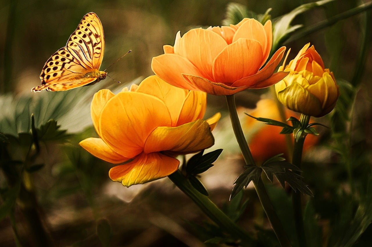 A butterfly with patterned wings hovering near vibrant orange flowers in bloom, with a softly blurred natural background.