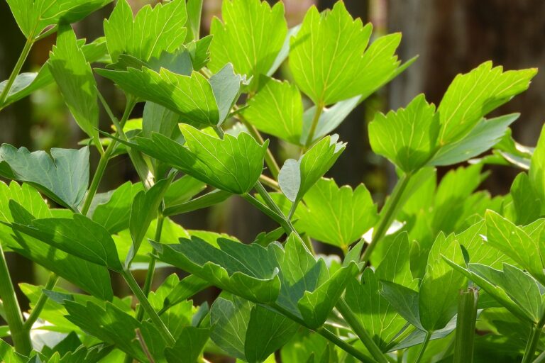 Close-up view of vibrant green leaves with sunlight filtering through them.