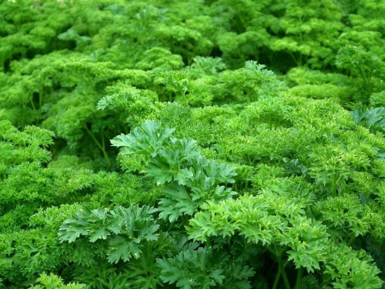 A dense bed of lush green parsley growing in a garden.