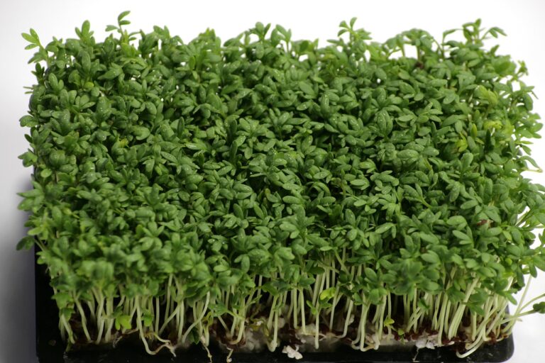 A dense mat of garden cress sprouts with visible roots on a black tray against a white background.