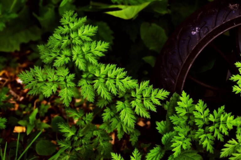 A close-up image of vibrant green fern leaves with a partial view of a discarded tyre in the background.