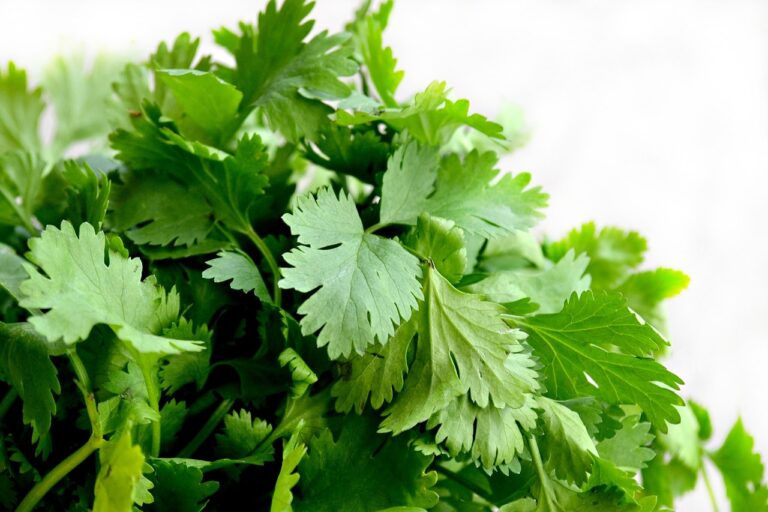 A close-up image of fresh green cilantro leaves.