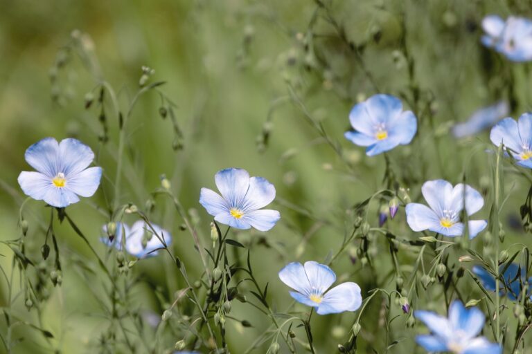 A group of delicate blue flax flowers with yellow centers blooming among green foliage.