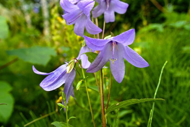 A close-up of delicate purple bell-shaped flowers with a blurred green garden background.