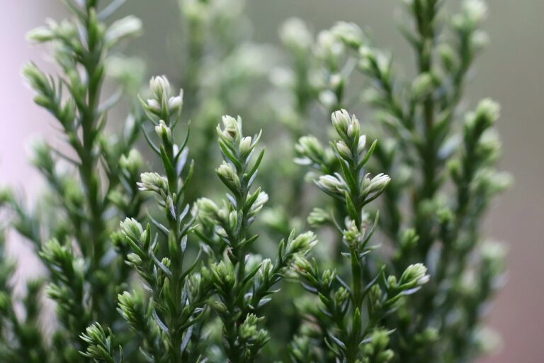 Close-up of green budding plants with a soft-focus background.