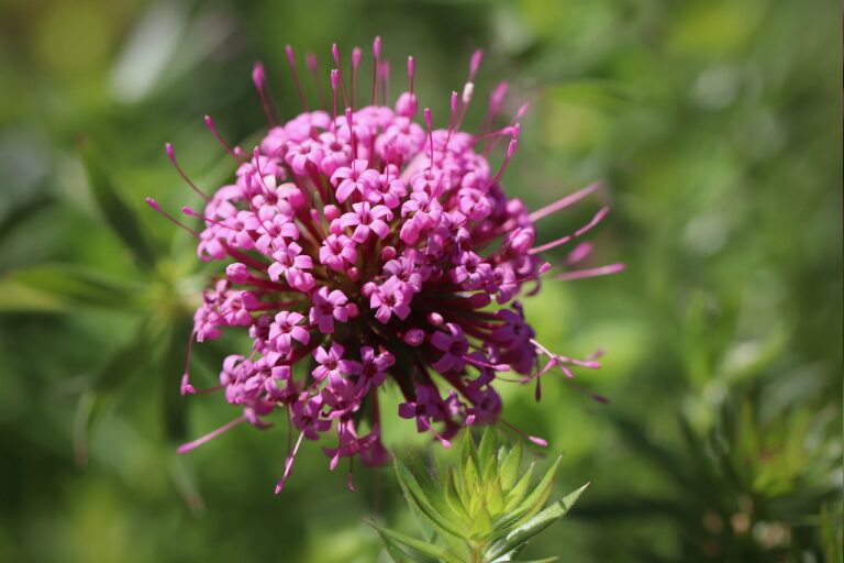 Vibrant pink spherical cluster of flowers with protruding stamens surrounded by green foliage.