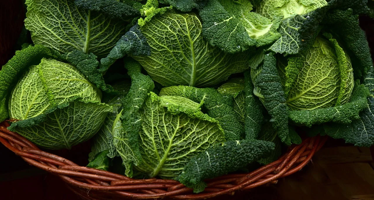 A wicker basket filled with fresh green cabbages, showcasing detailed and textured leaves.