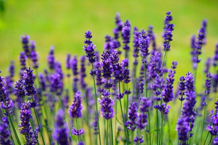 Close-up of vibrant purple lavender flowers blooming in a field with a blurred green background.