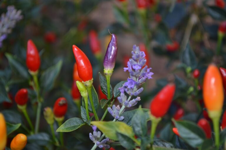 Colorful chili peppers in varying stages of ripeness with a sprig of purple flowers, against a backdrop of green foliage.