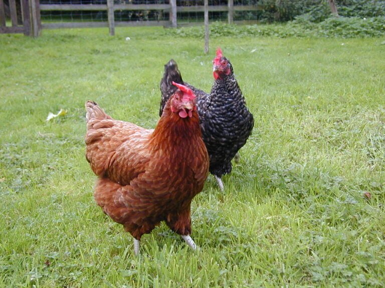Two chickens, one with brown plumage and the other with black and white feathers, standing on a grassy field with a fence in the background.