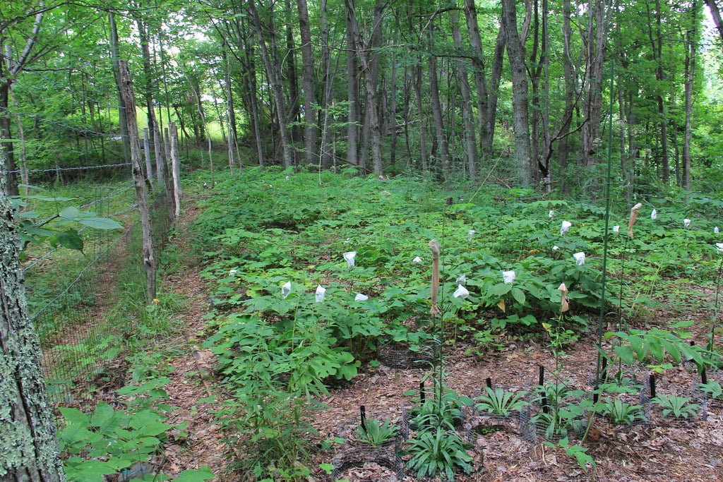 A forest scene with a diversity of trees and understory plants, featuring several blooming white flowers in the foreground, alongside a narrow dirt path enclosed by a wire fence.