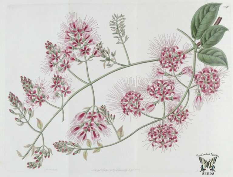 An illustrated botanical image depicting a plant with clusters of pink flowers, detailed green leaves, and fine hair-like structures extending from the blooms. There's a logo in the bottom right corner that reads "Swallowtail Garden SEEDS."