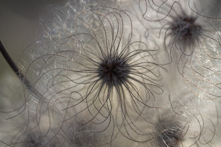 Close-up view of the delicate, intricate seed heads of a dandelion, highlighting their fine, hair-like structures and the patterns they form.