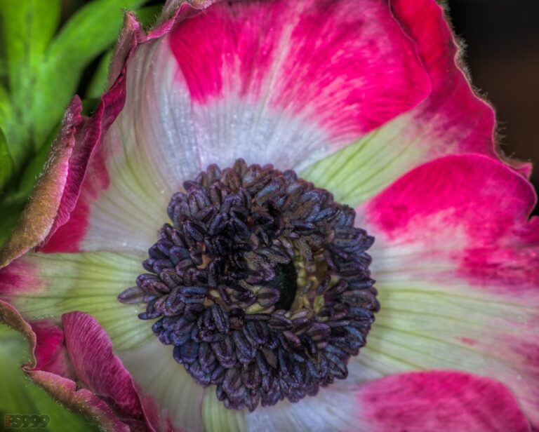 A close-up of an anemone flower with a central cluster of dark purple stamens surrounded by white petals with a gradient to pink at the tips.
