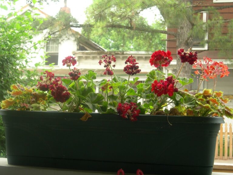 A window box filled with blooming red and orange geraniums, set against a blurred background of trees and a house.