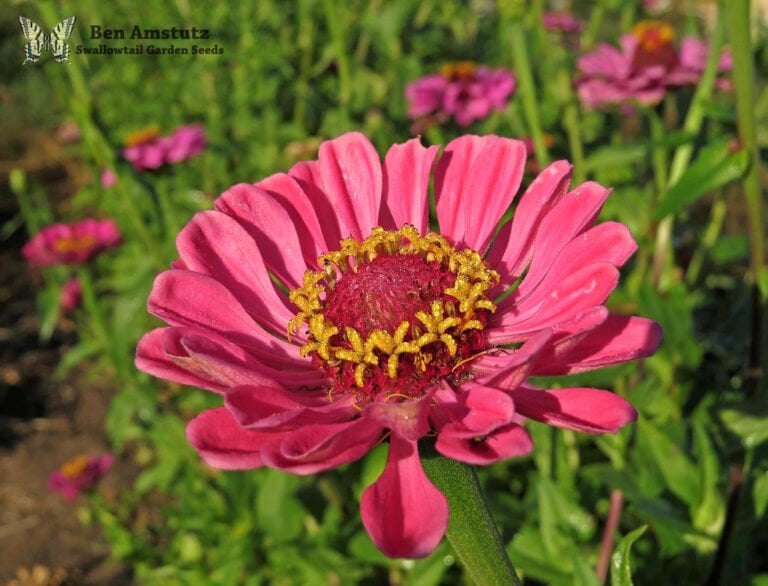 A close-up of a vibrant pink zinnia flower with detailed yellow stamens, against a background of green foliage and out-of-focus pink flowers. Text overlay: Ben Amstutz Swallowtail Garden Seeds.