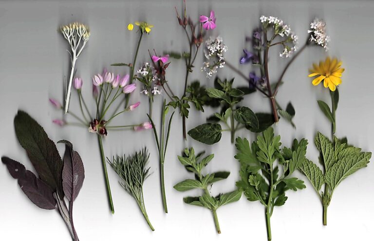 A variety of individual herbs and wildflowers laid out horizontally across a white background, each with distinct leaves and blooms in shades of yellow, purple, pink, and white.