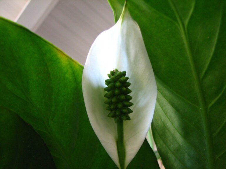A close-up image of a white peace lily flower with a prominent green spadix, surrounded by its lush green leaves.