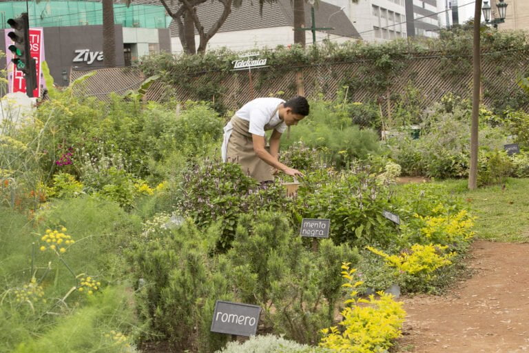 A person tending to plants in a lush urban herb garden with labeled plants, and commercial buildings in the background.