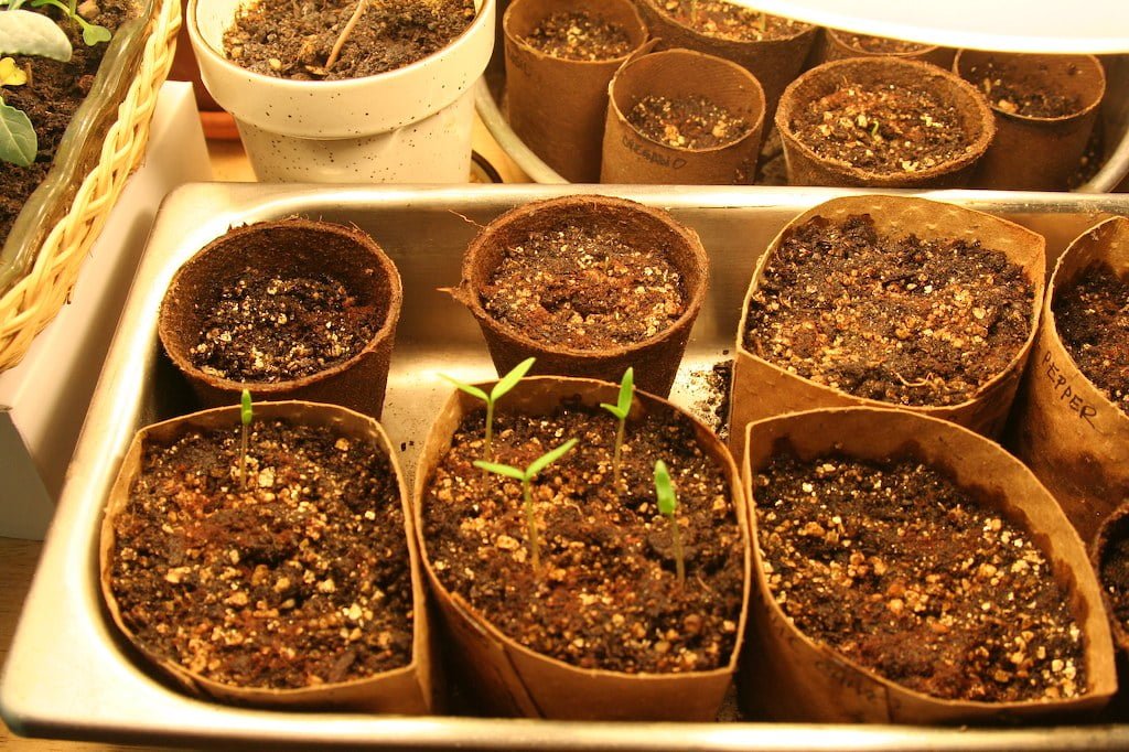 Seedlings sprouting in biodegradable pots arranged on a metal tray, with handwritten labels indicating different plant types.