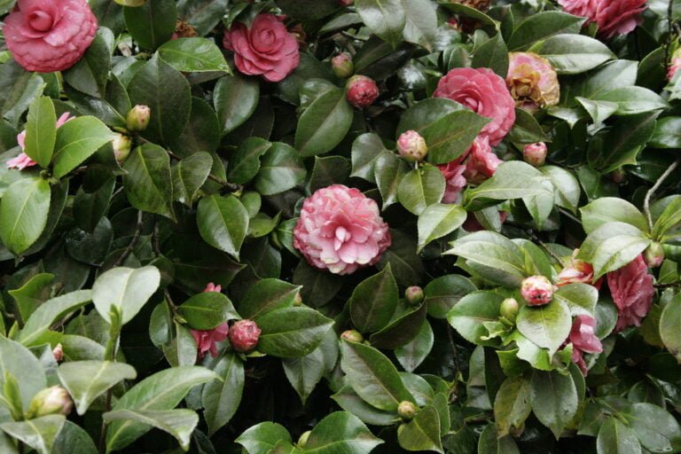 A close-up photo of pink camellia flowers and buds amidst lush green leaves.