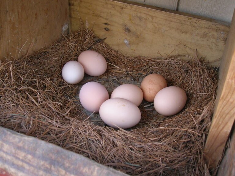 A collection of variously colored chicken eggs resting in a nest of straw inside a wooden box.