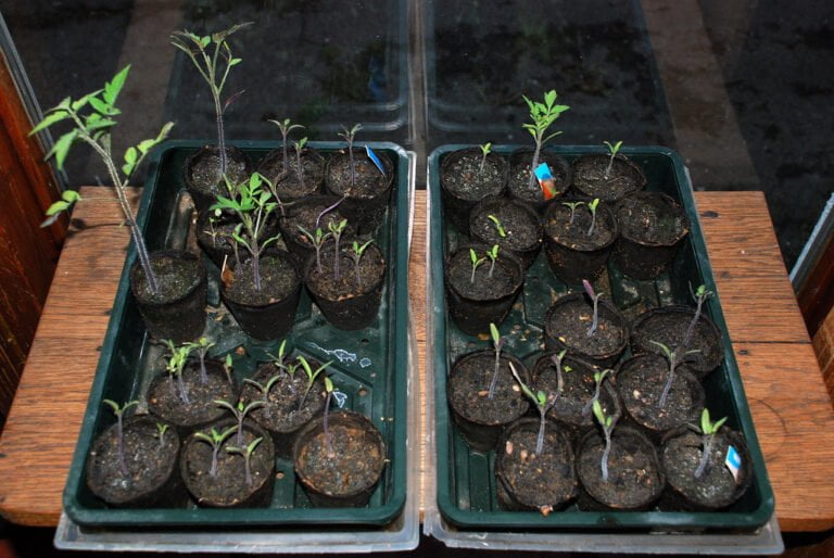 Two trays of young plant seedlings in peat pots on a wooden surface, with some seedlings noticeably taller than others.