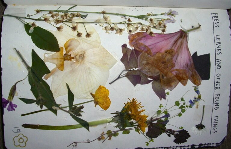 A collection of pressed flowers and leaves arranged on a page labeled "PRESS LEAVES AND OTHER FOUND THINGS."