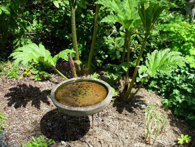 A bird bath filled with water surrounded by lush greenery and Gunnera plants with large leaves.