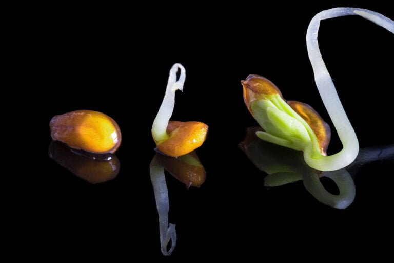 Three stages of bean sprouts growth on a reflective black surface with a dark background.