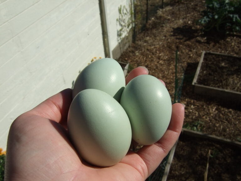 A person's hand holding three pale green eggs with a garden in the background.