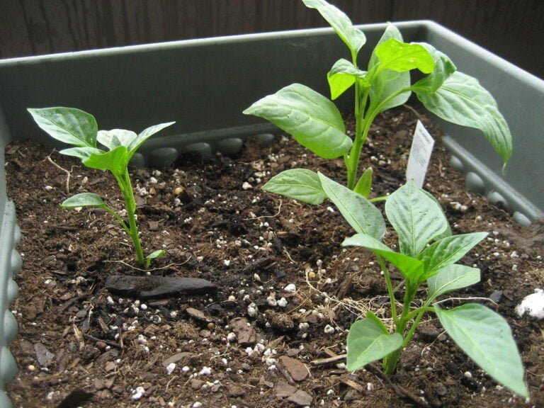 Three young pepper plants growing in dark soil in a rectangular container.