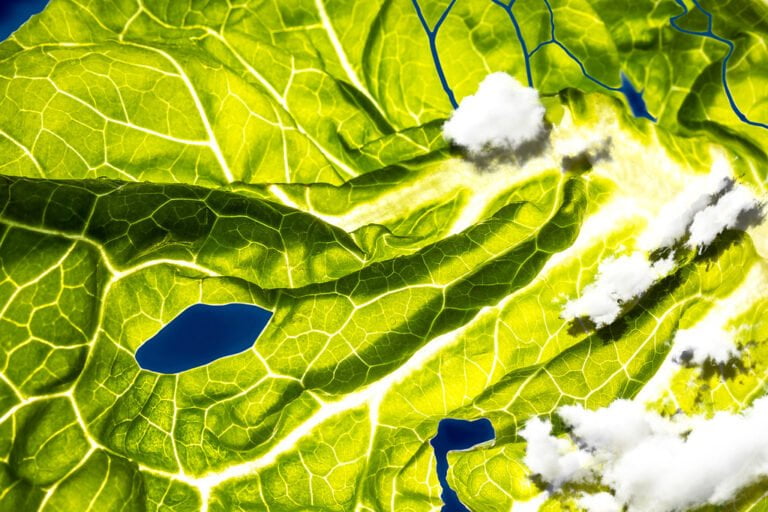 Close-up of a vibrant green leaf with detailed veins and small holes, backlit to enhance its intricate patterns, resembling a landscape with blue rivers and fluffy white clouds projected onto its surface.